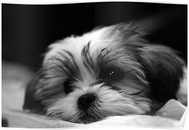 Shitzu Maltese Mix Puppy Poster By Ryan Houston Shih Tzu