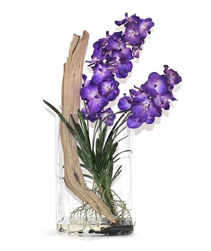 14 Best Vanda Images On Pinterest Orchids Orchid Flowers 14 Best Vanda Images On Pinterest Orchids Orchid Flowers And Planting