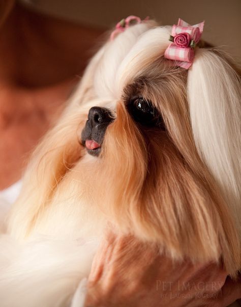 Shih Tzu Dog Art Portraits Photographs Information And Just