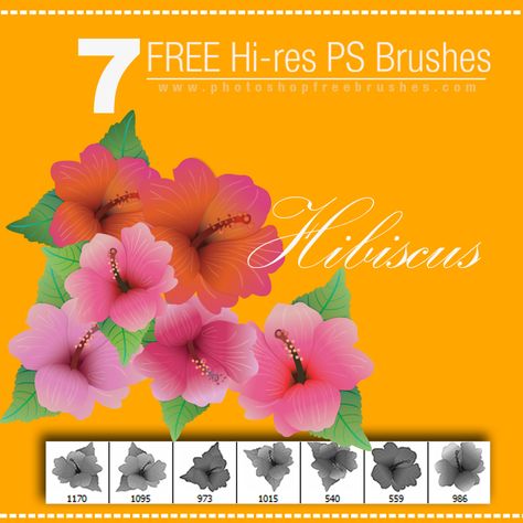 Free And Fantastic Hibiscus Flower Photoshop Brushes Hibiscus Hibiscus Flowers Paint Shop