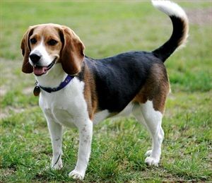 Beagle Breed Profile Origin England Colors Tri Color Red And