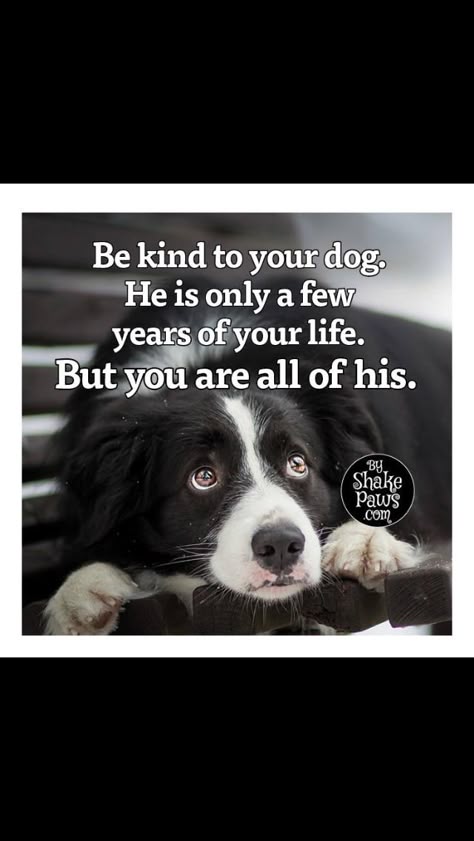 Pin By Shana Copeland On Adorable Creatures Dog Quotes Love Dog