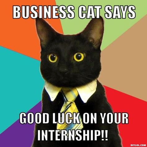 Internship meme Business cat says good luck on your internship - when to quit your internship Internship meme Business cat says good luck on your internship - when to quit your internship