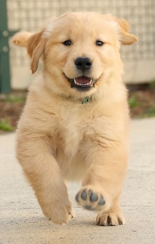 Golden Retriever Puppy Running Retriever Puppy Puppies Dog Lovers