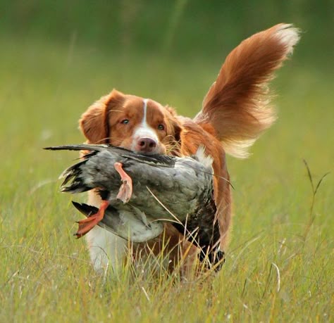 Nova Scotia Duck Tolling Retriever Toller Field Duck Retrieving