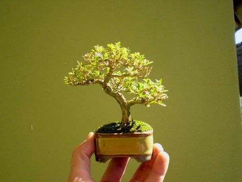 71 Mini Bonsai Ideas Mini Bonsai Bonsai Mame Bonsai 71 Mini Bonsai Ideas Mini Bonsai Bonsai Mame Bonsai