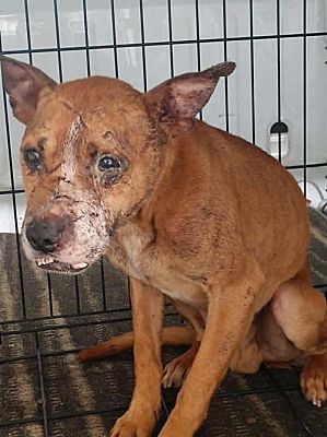 New York Ny Shepherd Unknown Type Meet Herbie A Pet For