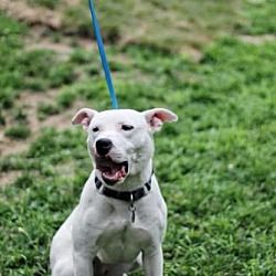 Pin On Needs Adopted