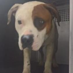 Pin On Pit Bull