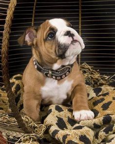 Baggy Bulldogs Hea English Bulldog Puppies Cute Baby Animals