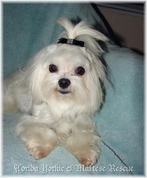 Adopt Timmy On Maltese Dogs Maltese Dogs Puppies