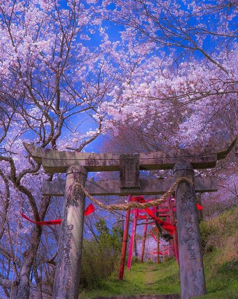 道の駅 伊万里の近くの稲荷神社 穴場と言うか誰もおらんかった S D こんなに綺麗なのに 行ったらすぐに分かりますよ 一際ピンク の小さな山と鳥居 が見えるので 浦ノ崎駅に行く途中に見つけたんだった Location Saga Japan Cherry 道の駅 伊万里の近くの稲荷神社 穴場と言うか誰もおらんかった S D こんなに綺麗なのに 行ったらすぐに分かりますよ 一際ピンク の小さな山と鳥居 が見えるので 浦ノ崎駅に行く途中に見つけたんだった Location Saga Japan Cherry