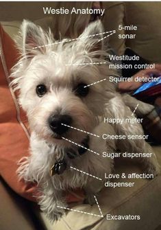 Pin By Larry Bradley On Mans Best Friend Westie Puppies Westies