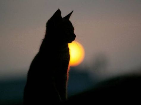 淡々とかっこいい猫の画像を貼るスレ ハムスター速報 猫 美しい猫 可愛い猫 淡々とかっこいい猫の画像を貼るスレ ハムスター速報 猫 美しい猫 可愛い猫