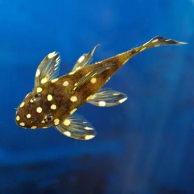 Vampire Plecostomus L 029 Plecostomus Live Freshwater Fish Fish Vampire Plecostomus L 029 Plecostomus Live Freshwater Fish Fish