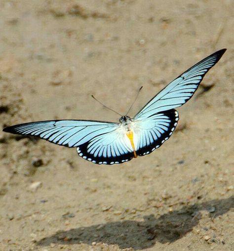 HELICONIUS ATHIS unmounted butterfly