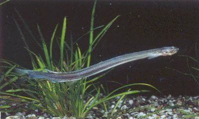 Candirufish Amazon Rainforest Animals Rainforest Animals