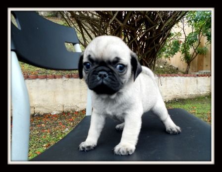 Miniature Tea Cup Pug Puppies Mini Pugs For Sale Image Search