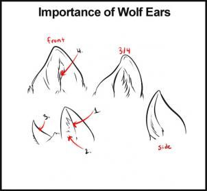 how to draw wolves step 6 drawing tutorials animals pinterest wolf drawings and tutorials