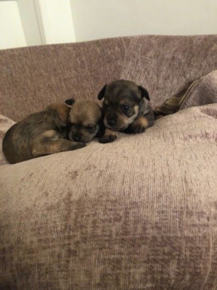 Tiny Gorgeous Miniature Pinscher X Mini Pinscher Miniature