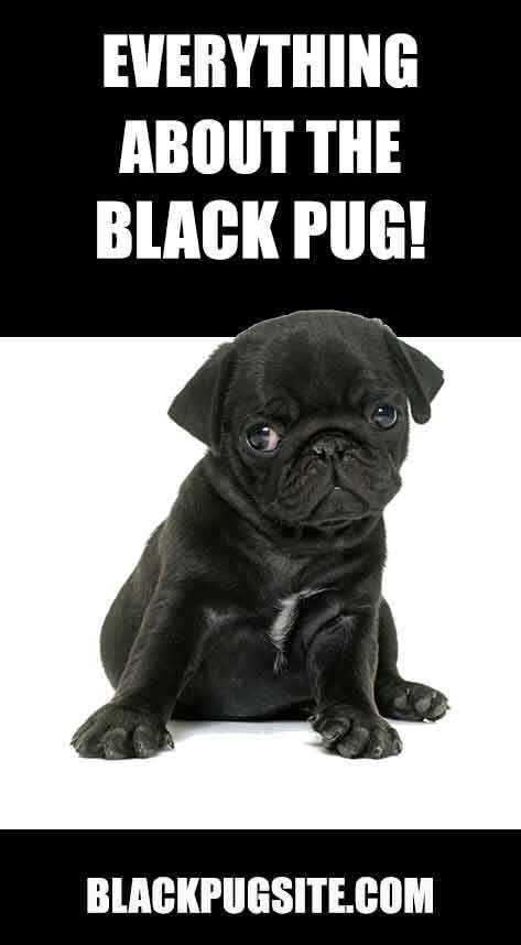 Everything You Need To Know About The Black Pug Is This The Right