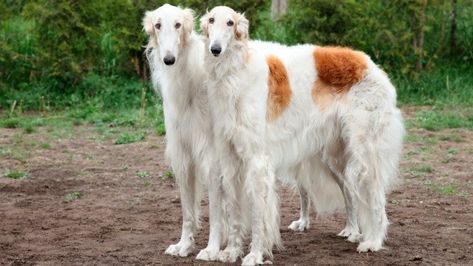 ボルゾイ 素敵 のアイデア 130 件 犬 動物 いぬ ボルゾイ 素敵 のアイデア 130 件 犬 動物 いぬ