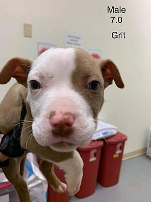 New York Ny Pit Bull Terrier Meet Grit A Pet For Adoption