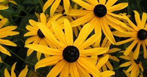 Rudbeckia fulgida /" Goldsturm /" Gelber Sonnenhut winterfest