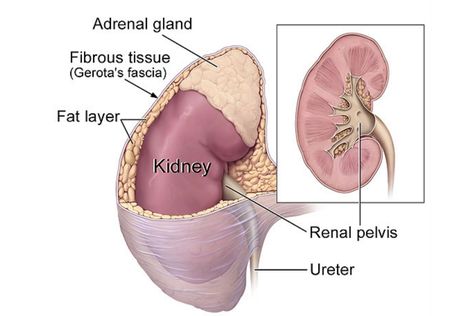 where is liver and kidney located in human body liver and kidney position in human body
