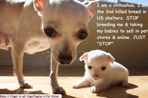 Is It Illegal To Sell Animals On Craigslist Is It Illegal To Sell Animals On Craigslist