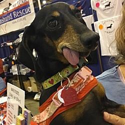 Available Pets At All Texas Dachshund Rescue In Pearland Texas