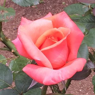 ボード 薔薇 のピン ボード 薔薇 のピン