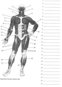 Label Muscles Worksheet | Muscle Diagram, Human Body Worksheets, Muscle Anatomy