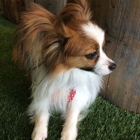 パピヨン Papillon パピヨン大好き パピヨン部 わんこ 犬 愛犬 仔犬 犬のいる暮らし いぬすたぐらむ 犬大好き ドッグラン ビビリのカヌレ パピヨン Papillon パピヨン大好き パピヨン部 わんこ 犬 愛犬 仔犬 犬のいる暮らし いぬすたぐらむ 犬大好き ドッグラン ビビリのカヌレ