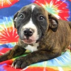 Available Pets At Wright Way Rescue In Morton Grove Illinois