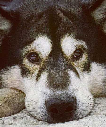 Learn All About The Malamute And Enjoy Some Awesome Pictures Of
