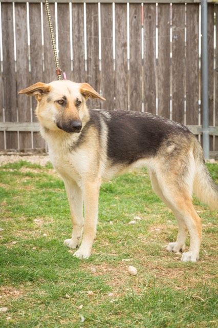 German Shepherd Dog Dog For Adoption In Stephens City Va Adn