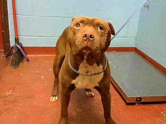 Pin On Help Shelter Dogs