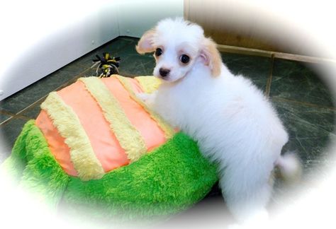Maltese Poodle Toy Mix Puppy For Sale In Hammond In Adn 64382