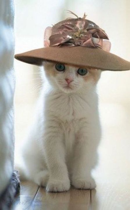 Adorable Cat Kittens Cutest Cute Cats And Kittens Cute Cats