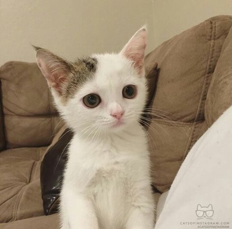 white coffee cat practices the art of cat loafing this year white coffee cat practices the art of cat loafing this year catconworldwide will recognize the best cat loaf at the catcon aw the instagram feed