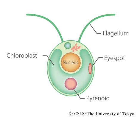 Schematic diagram of chlamydomonas | Algae - unclassified | Science textbook, Diagram, Green algae