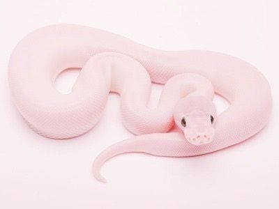 Schlange Pink Pastelaesthetic Snake Pinksnake Follow4followback Schlange Pink Pastelaesthetic Snake Pinksnake Foll Cute Reptiles Pet Snake Snake
