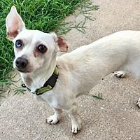 Available Pets At Central Texas Dachshund Rescue In Humble Texas