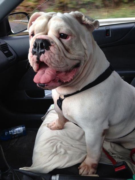 Adopt Ludo On Dogs Foster Mom French Bulldog