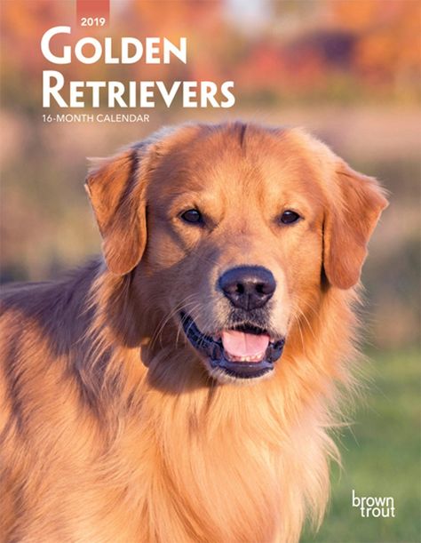 Golden Retrievers 2019 6 X 7 75 Inch Weekly Engagement Calendar