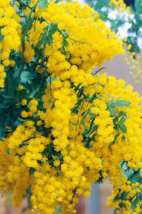 ミモザ のアイデア 76 件 美しい花 花 壁紙 ミモザ ミモザ のアイデア 76 件 美しい花 花 壁紙 ミモザ