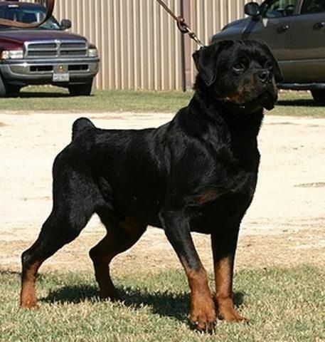 More About The Loyal Rottweiler Dog Size Rottweilermix