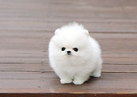 Airzoom1 65 Jpg 500 354 Baby Dogs Puppies Cute Animals