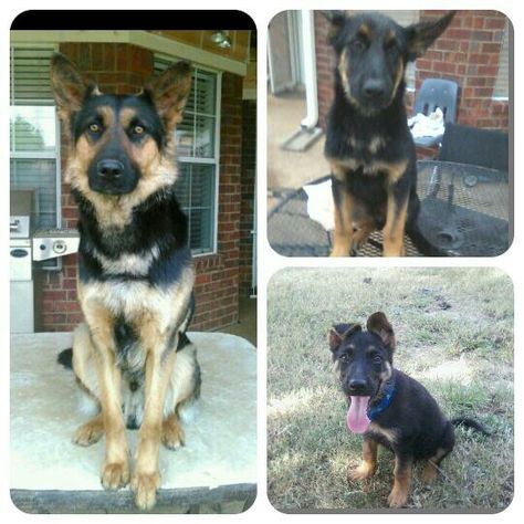 Rex Of Haus Beck Von Farbenspiel Puppy To Adult Puppies